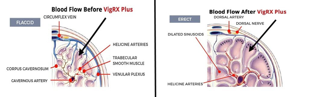 Blood flow vigrx plus